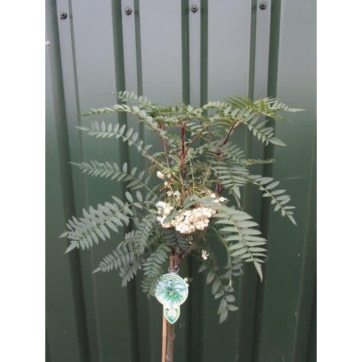 Рябина Пепл Меджик штамб 80 см Закупка М66 апрель 2026