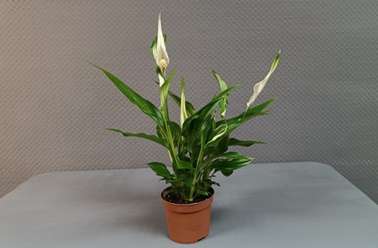 Горшечное растение «Спатифиллум»
