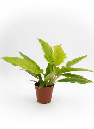 Филодендрон Golden Crocodile д.12