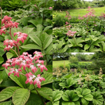 Роджерсия Саарбрюккен С2