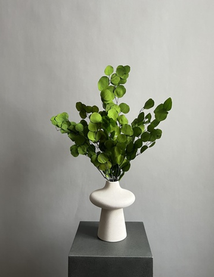 Эвкалипт Популус стабилизированный салатовый