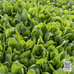 РЕД ТАББИ F1 семена шпината (Rijk Zwaan | Alexagro)