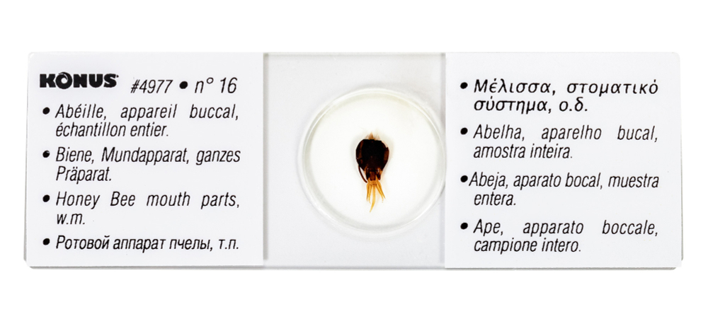 Набор микропрепаратов Konus 25: «Беспозвоночные и насекомые»