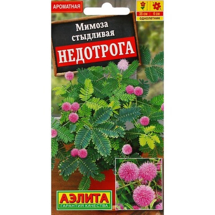 Мимоза Недотрога