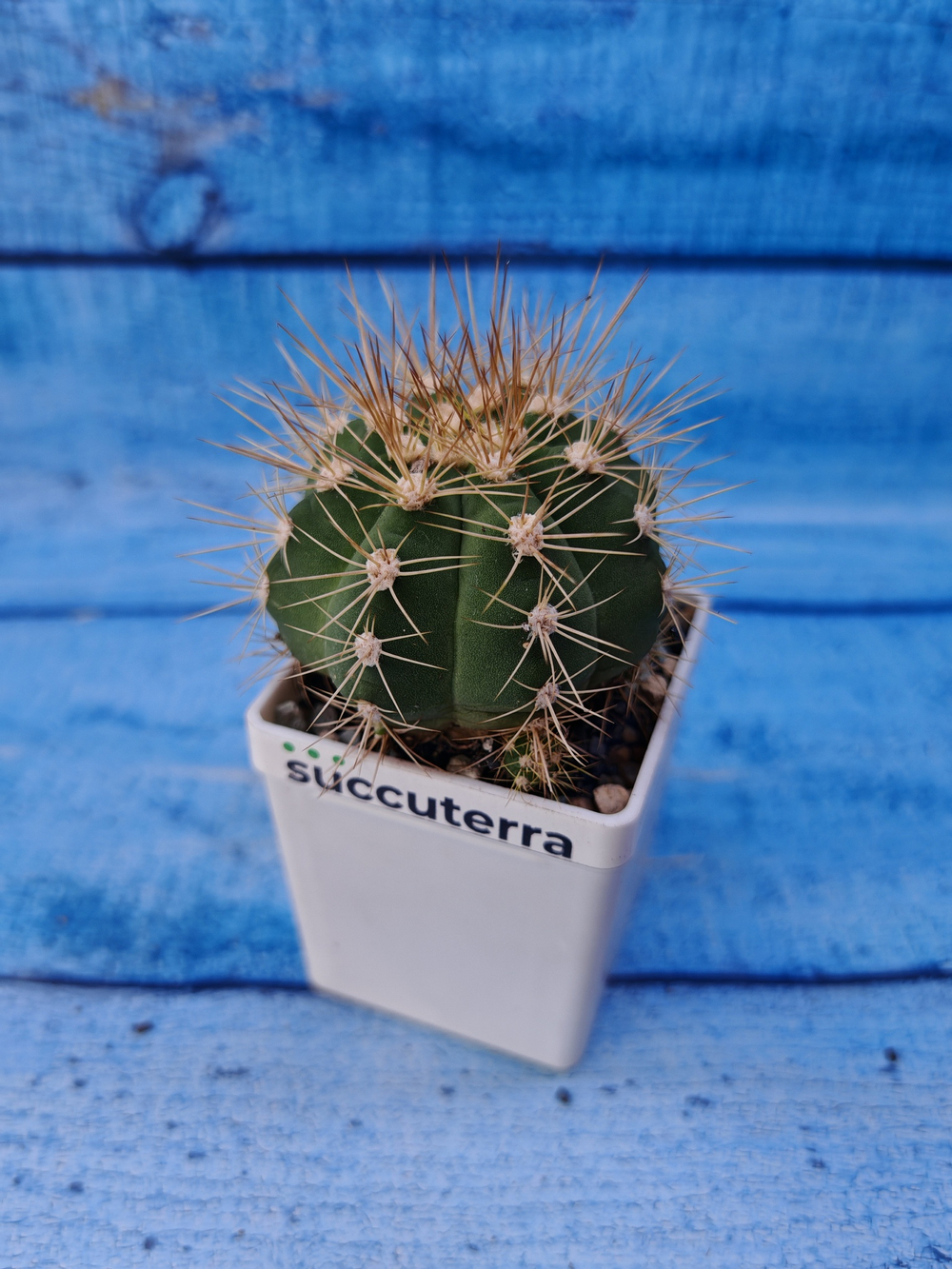 Gymnocalycium Chacoense (Гимнокалициум)