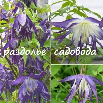 Клематис (княжик) Блю Сюрпрайз (горшок 3л)