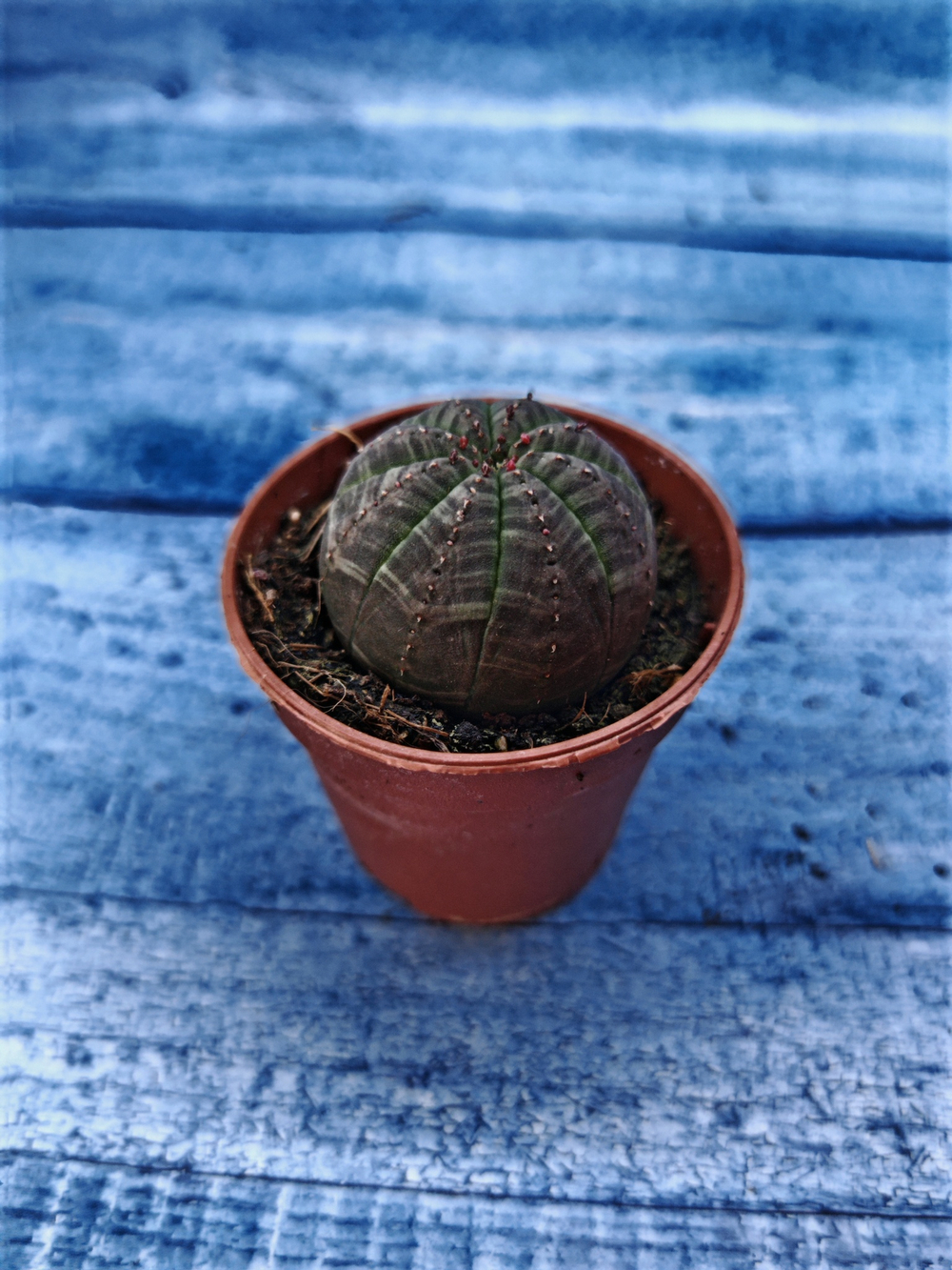 Euphorbia Obesa (Эуфорбия)