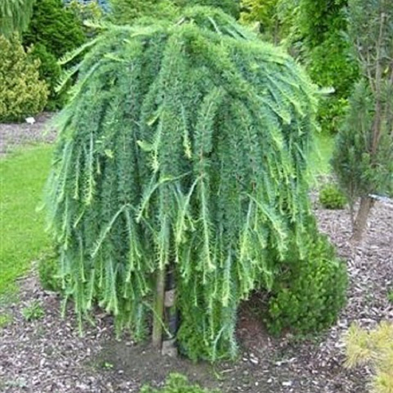 Лиственница японская Стифф Випер на штамбе