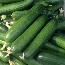 Огурец Йилдо F1 7шт ВитаГрин ЭКСТРА