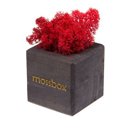 Мох исландский Black Cube Red Экокуб, 8 см