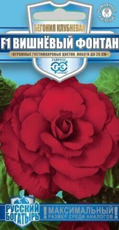 Бегония Вишневый фонтан F1 Русский богатырь 4шт (Гавриш)