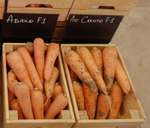 Ле Санте F1 семена моркови шантане (Seminis / Семинис)