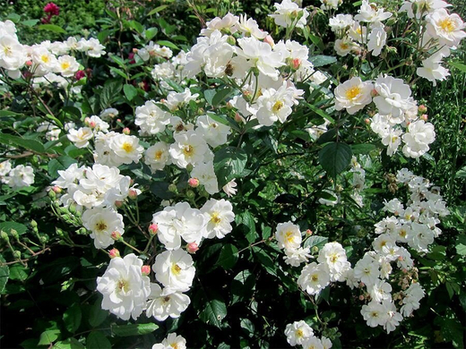 Роза канадская Морден Сноубьюти С4 Закупка М43 июнь 2026