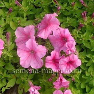 Петуния крупноцветковая  Игл Пинк Вейн  F1 100 драже