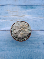 Astrophytum Asterias "Super Kabuto" (Астрофитум)