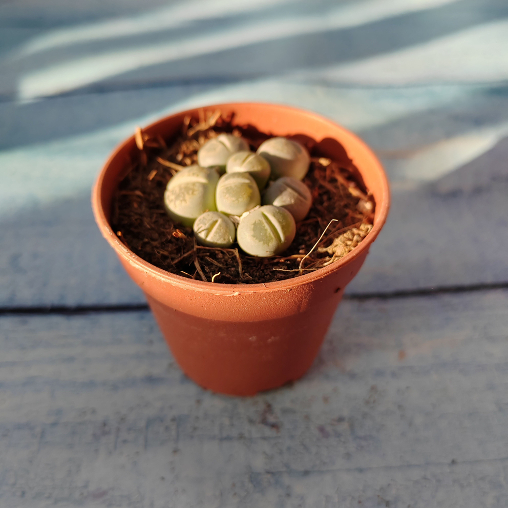 Lithops sp. (Литопсы)