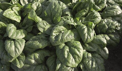 Спейс F1 семена шпината (Bejo / Бейо)