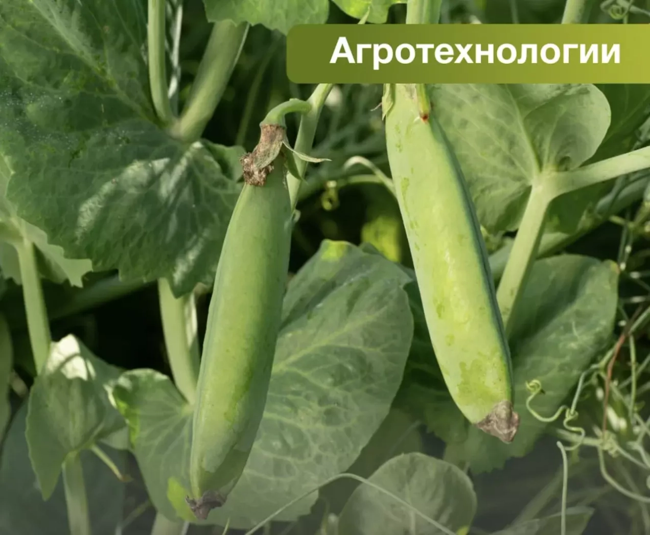 Выращивание овощной горошек