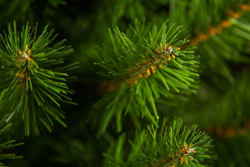 Ель Альпийская 90см в мешочке зеленая Triumph Tree