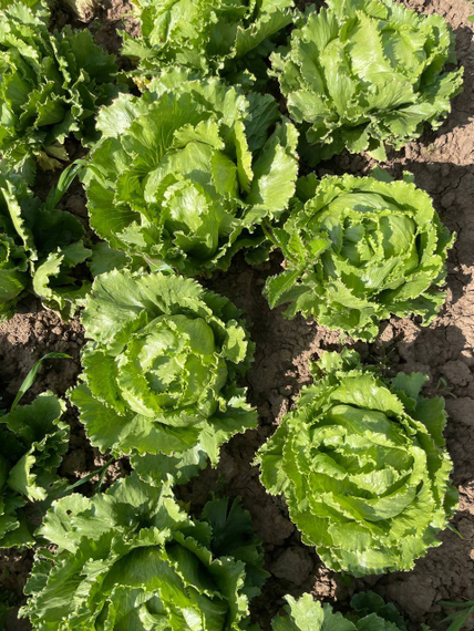 Сантаринас семена салата айсберг Rijk Zwaan-Райк Цваан купить оптом – фото 8