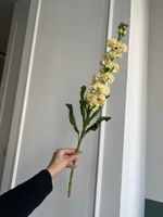 Маттиола лимонная