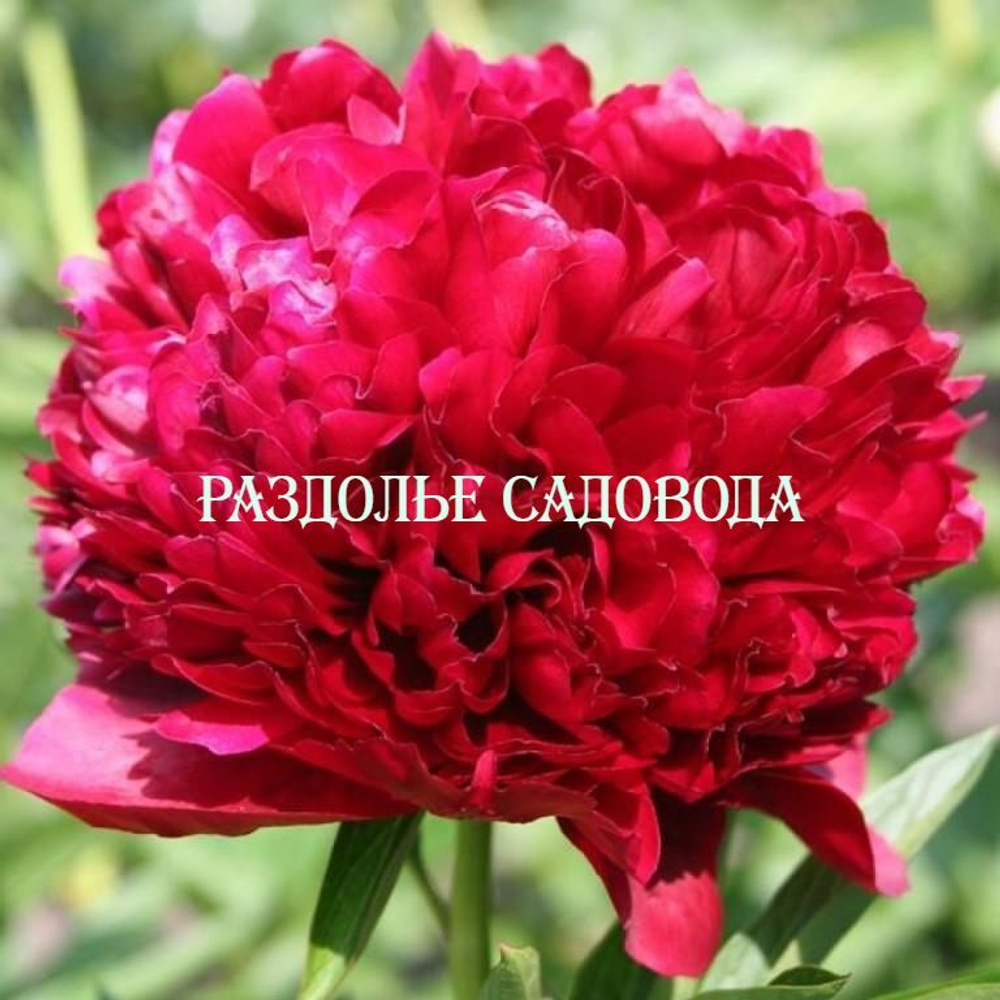 Пион травянистый Ред Грейс