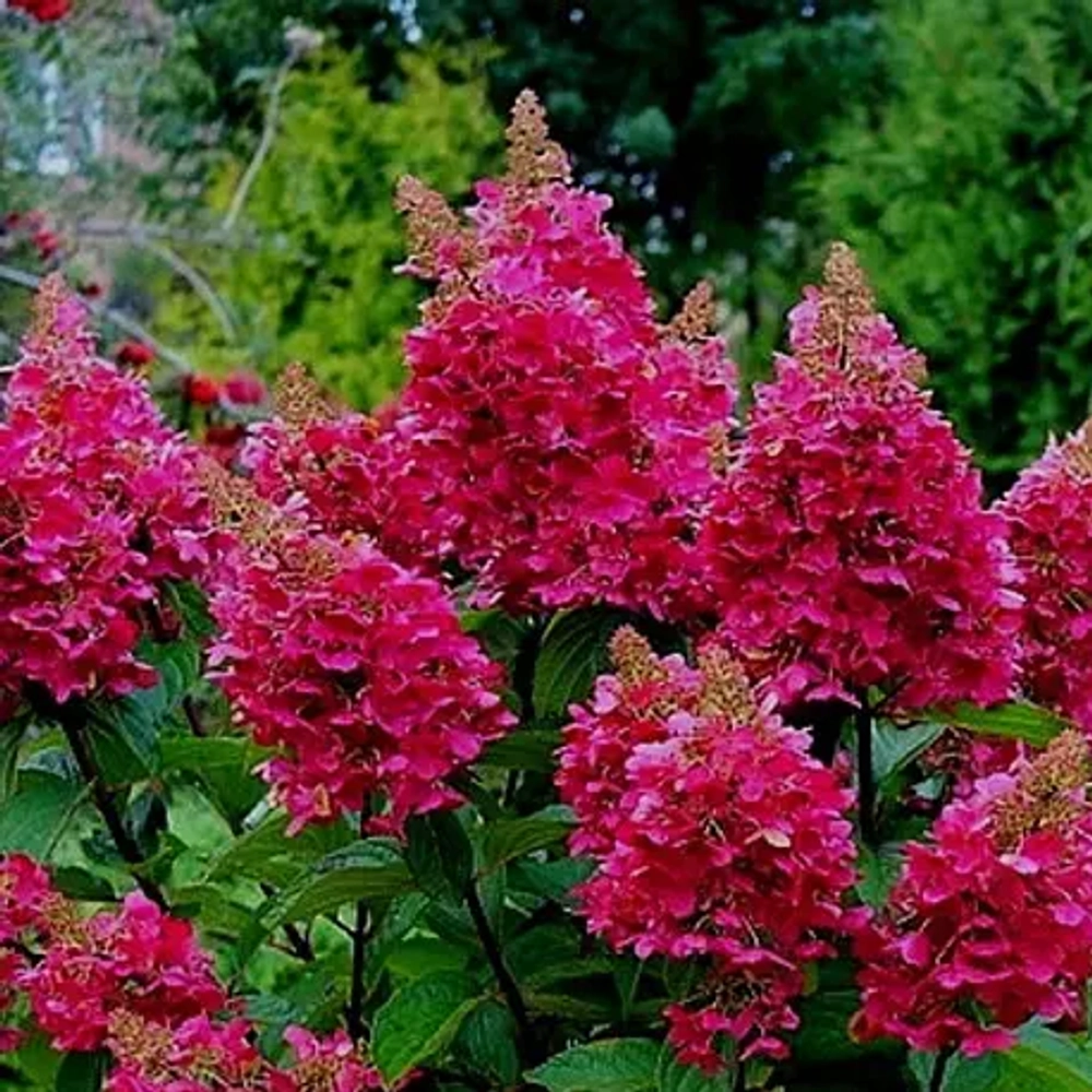 Прим Ред «Prim Red» С5