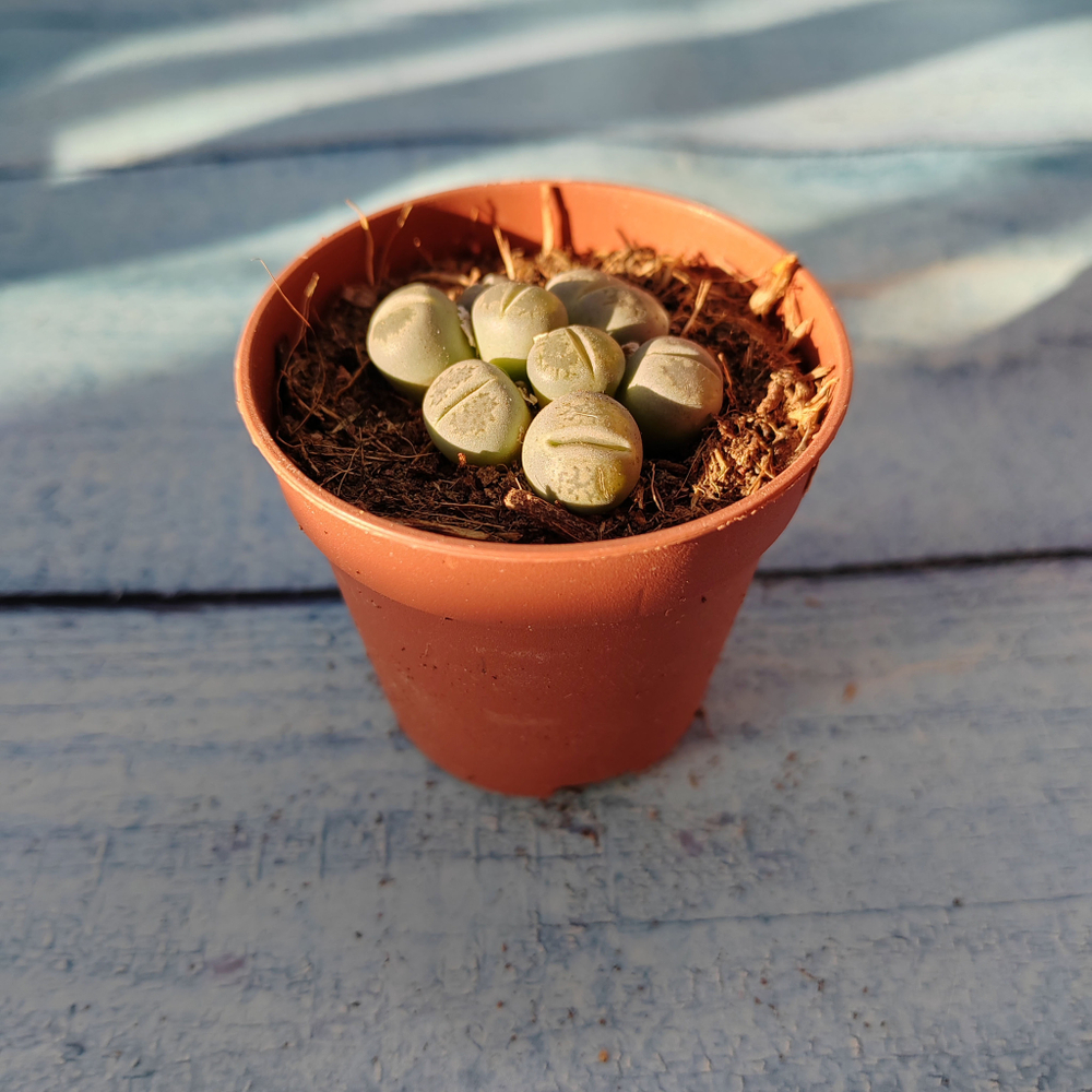 Lithops sp. (Литопсы)