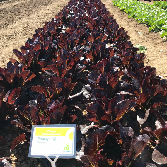 Туринус семена салата ромэн (Rijk Zwaan / Райк Цваан) в поле – фото 10