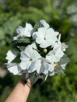 Бальзамин новогвинейский Magnum Pure White