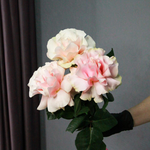 Букет 3 французских розовые розы