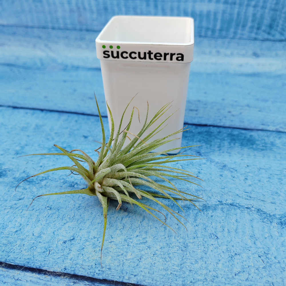 Tillandsia Ionantha Silver (Тилландсия)