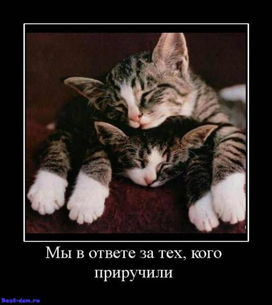 Мы в ответе за тех, кого приручили