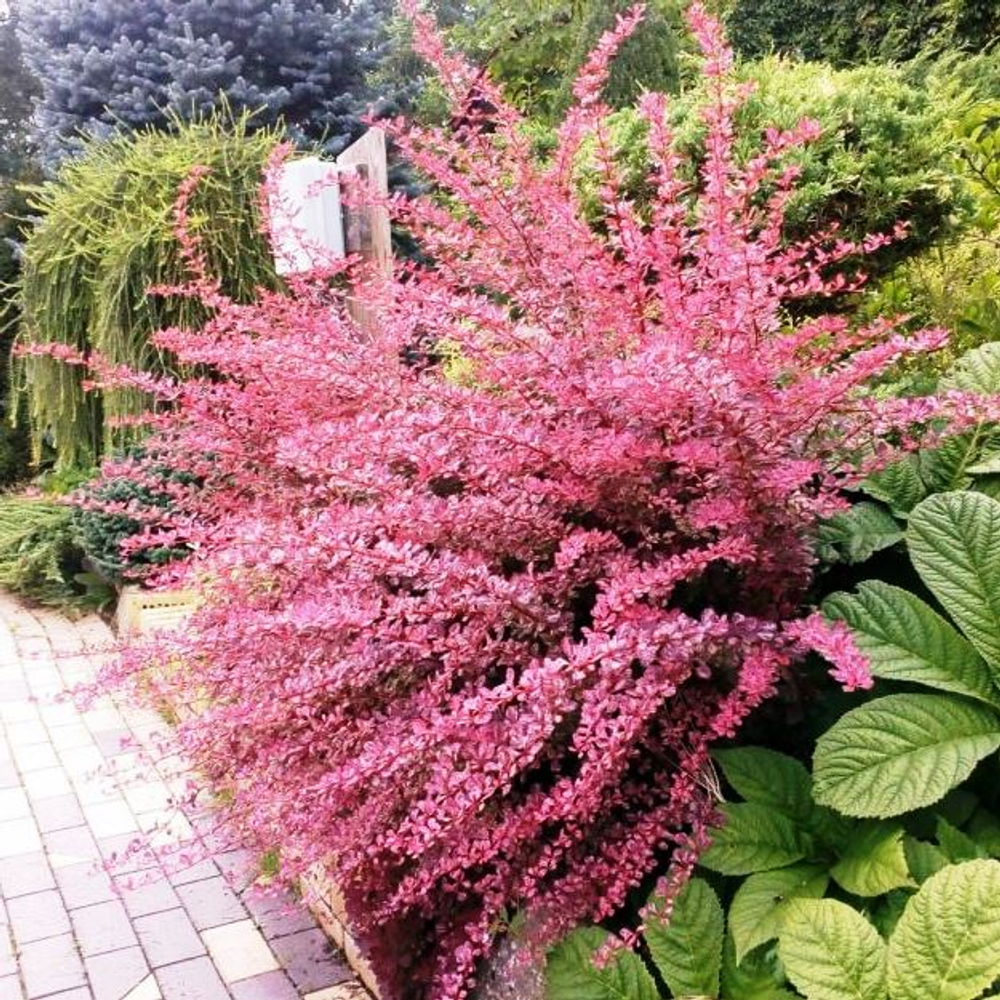 Барбарис Тунберга Pink Queen