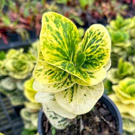 Кротон MOONLIGHT – RATSAMEE CHAN