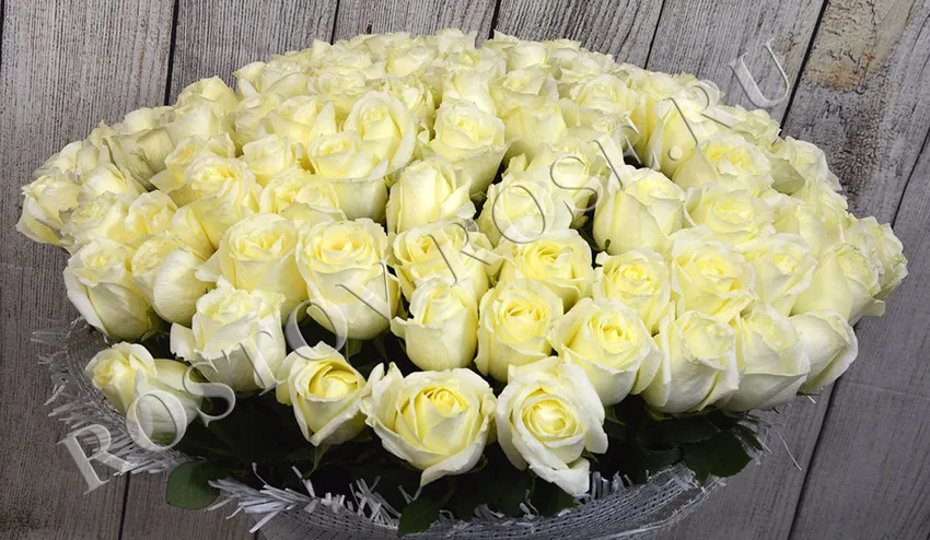 Букет из 101 голландской белой розы, сорт Прауд
