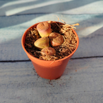 Lithops sp. (Литопсы)