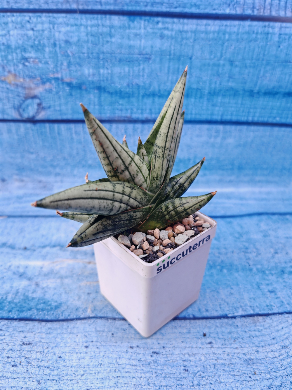 Sansevieria Classic Fan (Сансевиерия)
