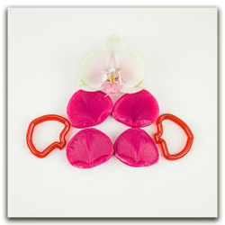 Орхидея фаленопсис M (+боковые лепестки размера S)