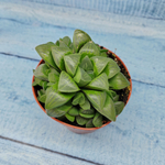 Haworthia Retusa (Хавортия)
