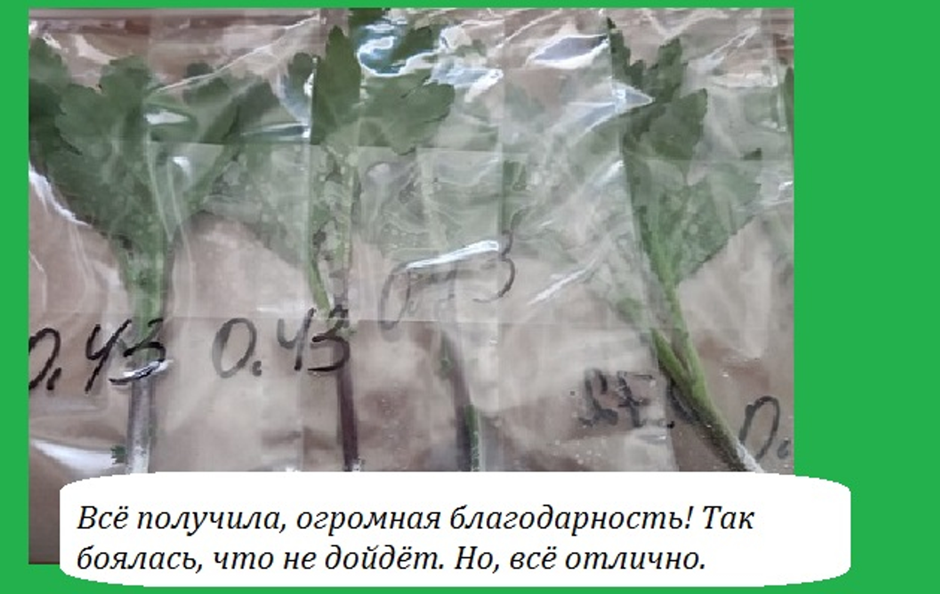 Сад хризантем