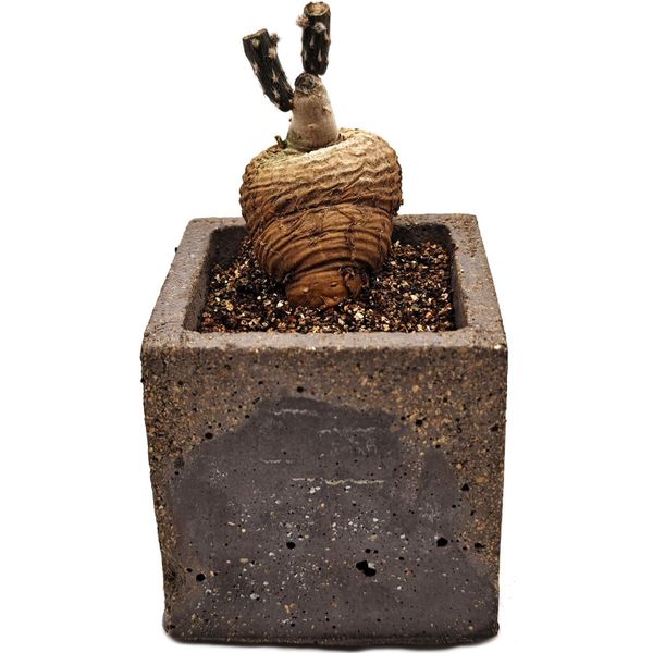 Суккулент Птерокактус Туберозус