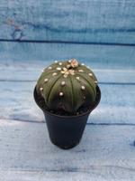 Astrophytum Asterias (Астрофитум)