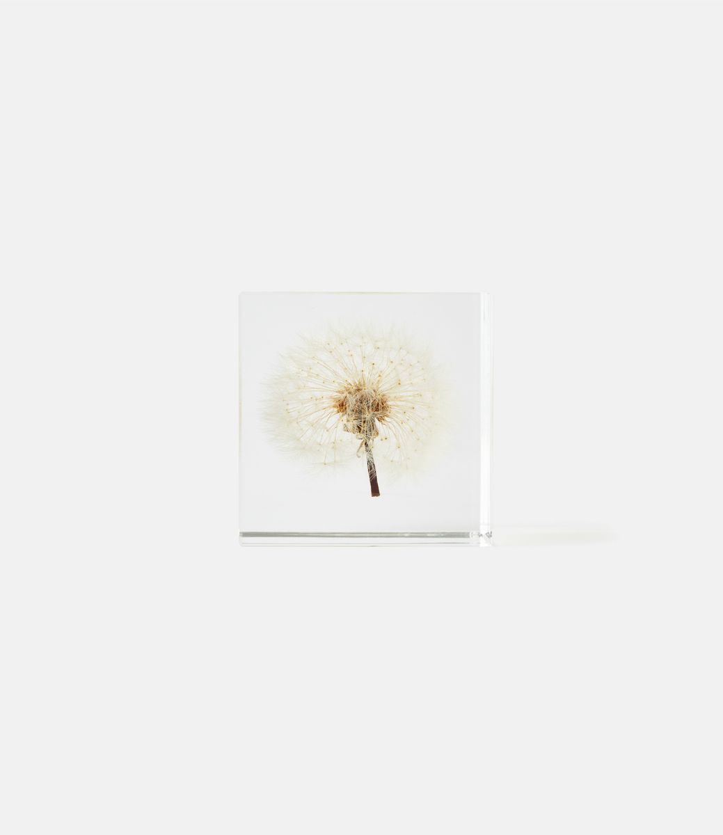 Sola Cube Dandelion Large — куб из акриловой смолы