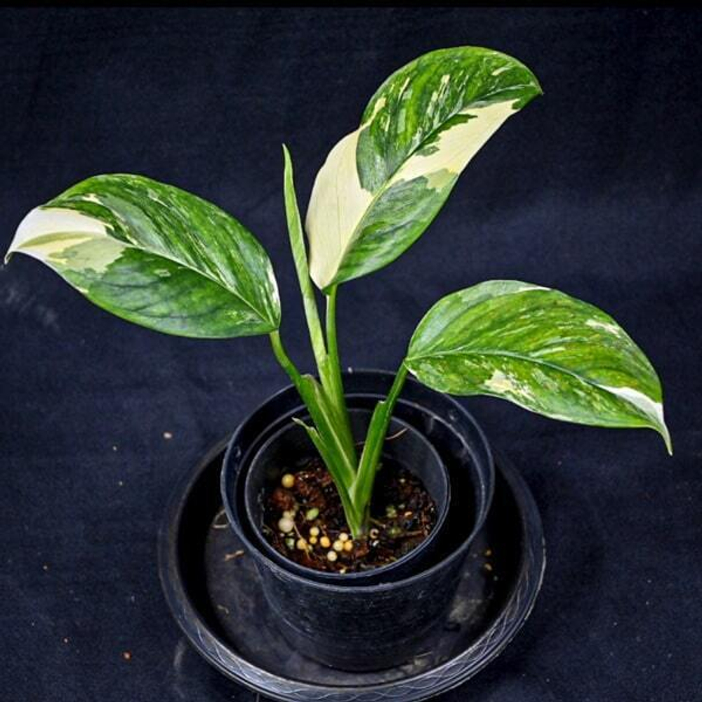 Монстера LECHLERIANA