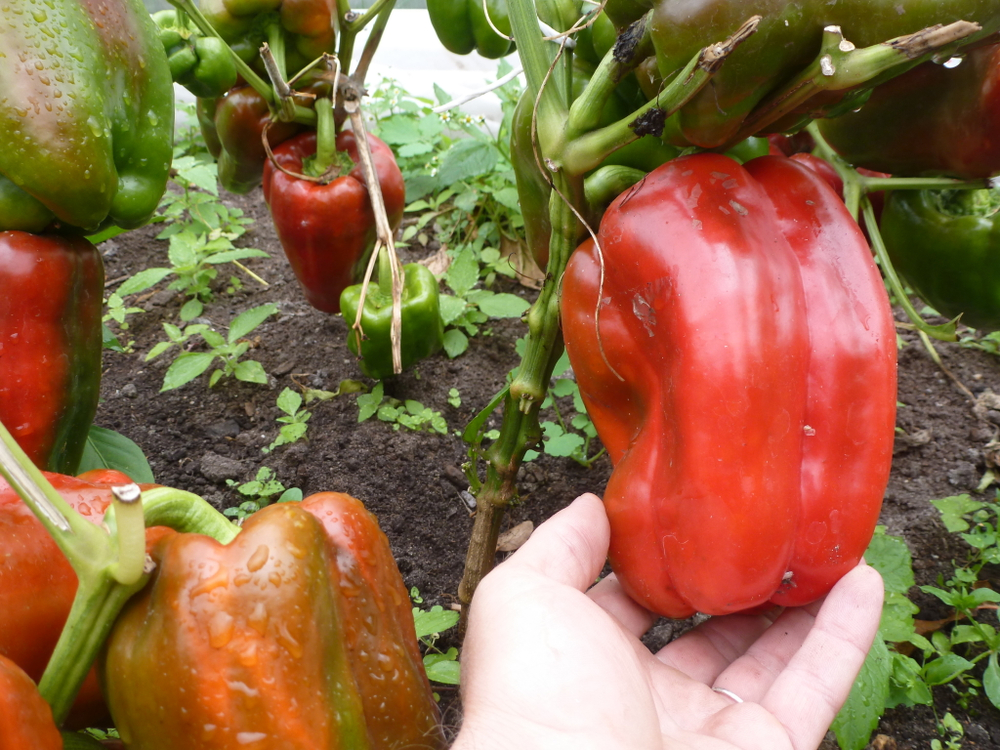 Перец Сладкий Гигантский — Big Bertha - Большая Берта