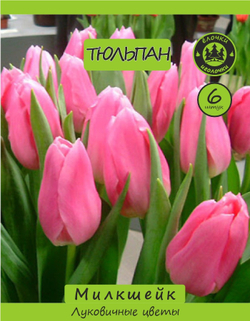 Тюльпан Луковица, Милкшейк, 6 шт