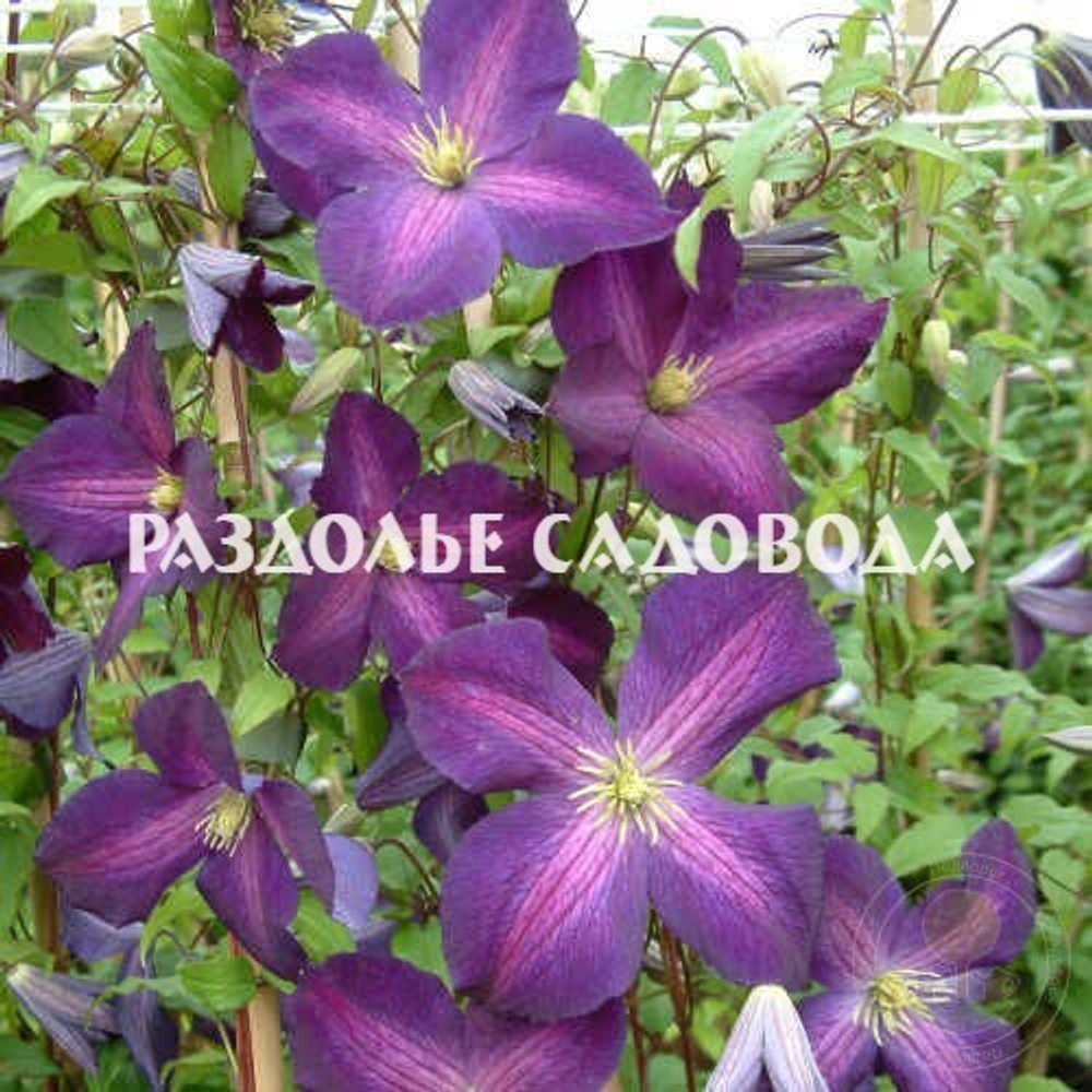 Клематис Пурпуреа Жакмана