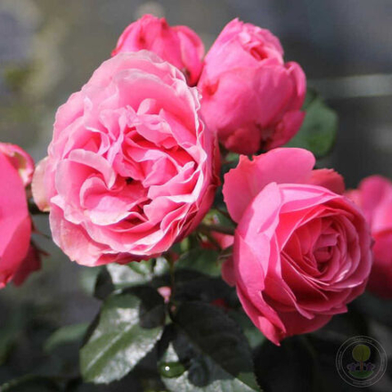 Роза флорибунда Леонардо да Винчи С6