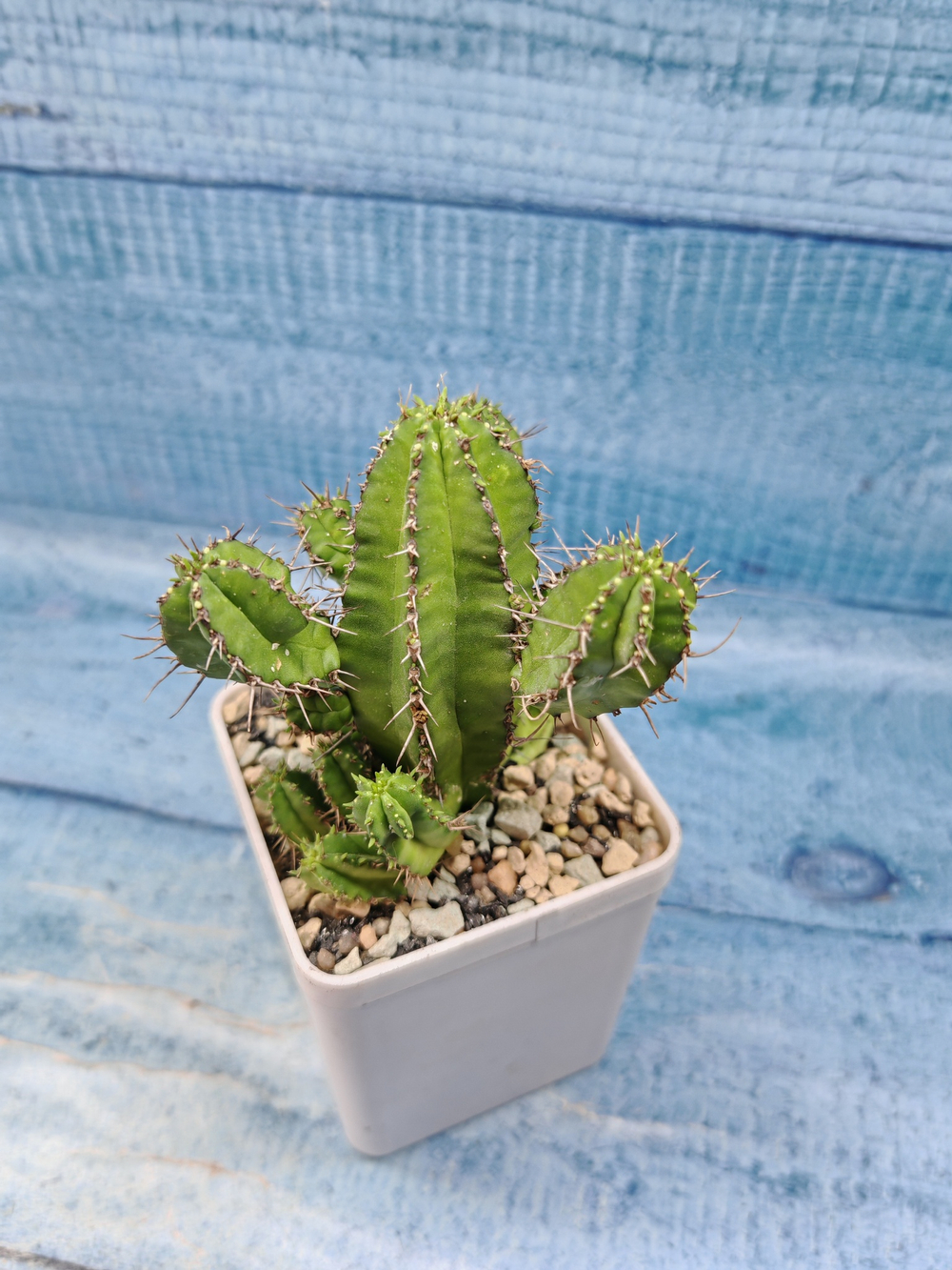 Euphorbia Fruticosa (Эуфорбия)